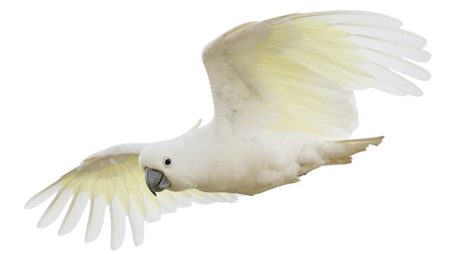 White cockatoo bird in flight with yellow tinged wings