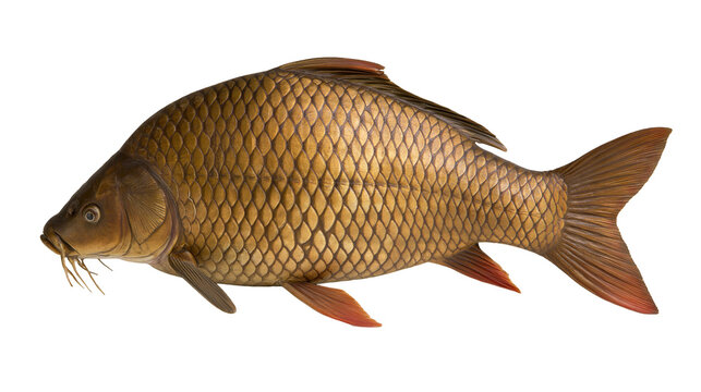 Large carp fish with golden scales and red fins