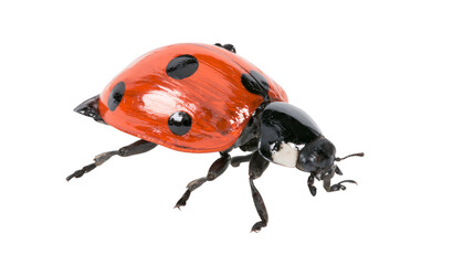 Red ladybug with black spots on white © Cressida