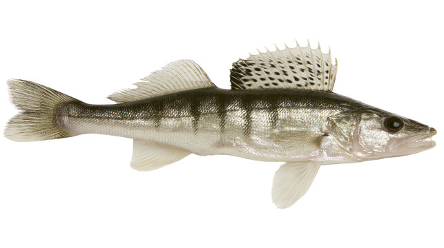 Zander fish with dark stripes and spotted dorsal fin