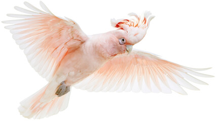 Salmon-crested cockatoo in flight with wings spread © Cressida