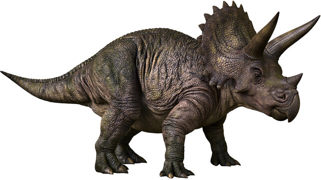 Triceratops dinosaur with three horns and frill