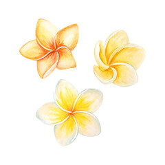 A set of watercolor illustrations of a jungle plumeria flower. A tropical yellow bud, brought back from a seaside or ocean vacation. Isolated flower for design, print. A hand-drawn beach accessory © Evgeniia