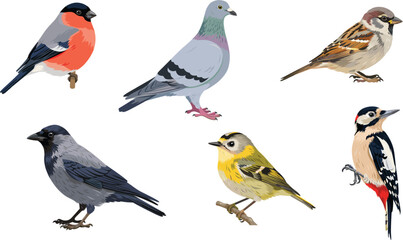 Fototapeta premium Realistic European Wild Birds Vector Set featuring Bullfinch, Pigeon, House Sparrow, Crow, Goldcrest, and Great Spotted Woodpecker Isolated Illustrations
