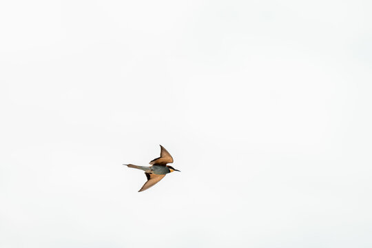 Barn swallow in graceful flight across a wide pale overcast sky, minimalist composition with ample negative space