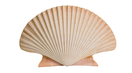 Large beige scallop seashell with ribbed texture © Isadora