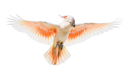 Salmon-crested cockatoo with wings spread flying © Isadora