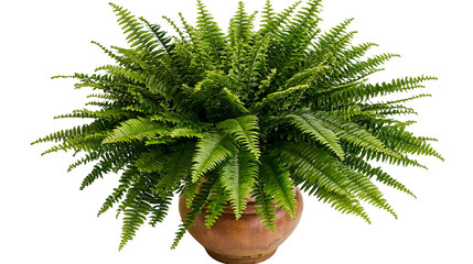 Lush green fern plant in a terracotta pot © Isadora