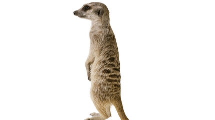Meerkat standing upright on hind legs alert posture, looking left © Isadora