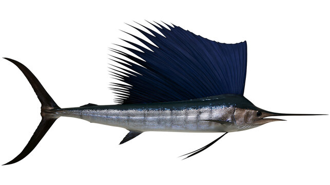 Sailfish with large dorsal fin and spear-like bill