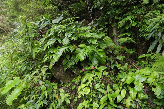 Taiwan jungle. Taroko National Park in Taiwan. Lush rainforest flora.