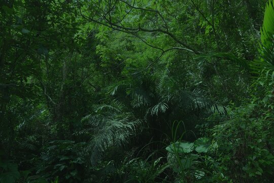 Dark tropical plant photo backdrop. Green rainforest. Tropical nature background of Taroko National Park in Taiwan.