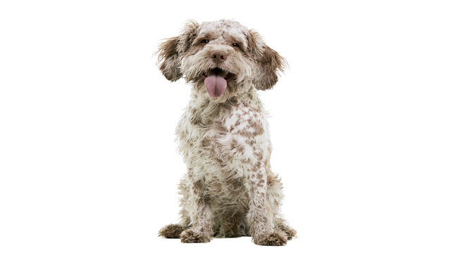 Lagotto Romagnolo dog sitting with tongue out