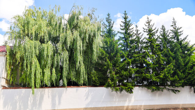 Lush green trees peeking over white fence of a private house with beautiful garden greenery cozy suburban backyard scenery.