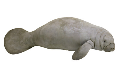 Gray manatee marine mammal with flippers and tail © Lyra
