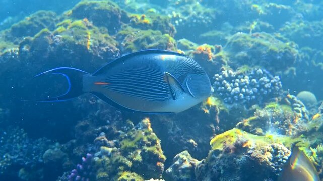 Sohal surgeonfish swimming over vibrant coral reef in Red Sea underwater footage.