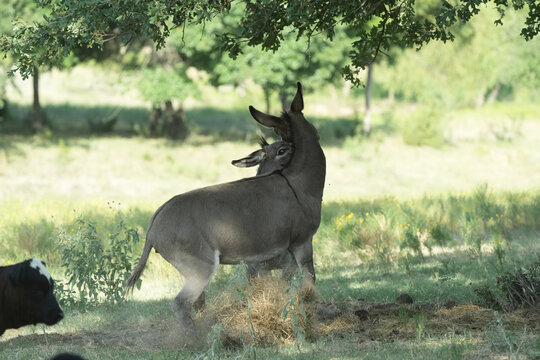 Mini donkeys play fighting and interacting playfully in a pasture