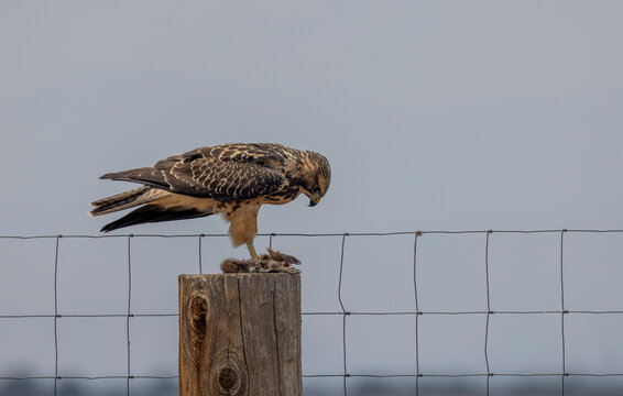 Swainson's Hawk Feeding on a Prairie dog 
