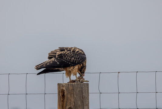 Swainson's Hawk Feeding on a Prairie dog 