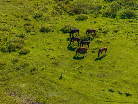 Aerial view of horses grazing in a lush green meadow in Anyksciai District Municipality, Utena County, Lithuania.