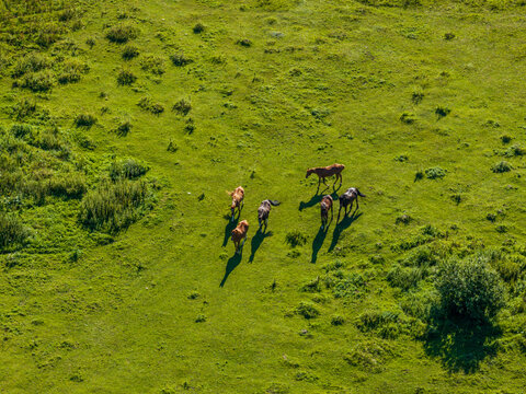 Aerial view of a small herd of horses grazing in a lush green pasture in Anyksciai District Municipality, Utena County, Lithuania.