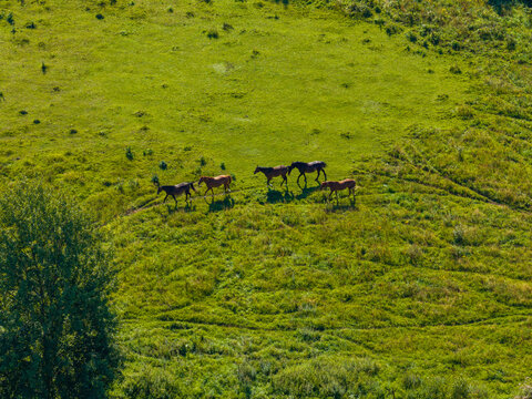 Aerial view of four horses walking in a line across a vibrant green grassy meadow in Anyksciai District Municipality, Utena County, Lithuania.