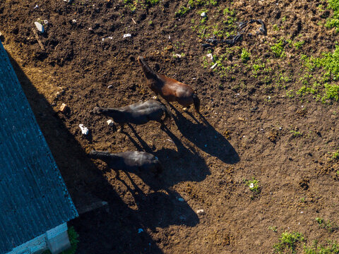 Aerial view of three horses grazing in a muddy field next to a farm building in Anyksciai District Municipality, Utena County, Lithuania.