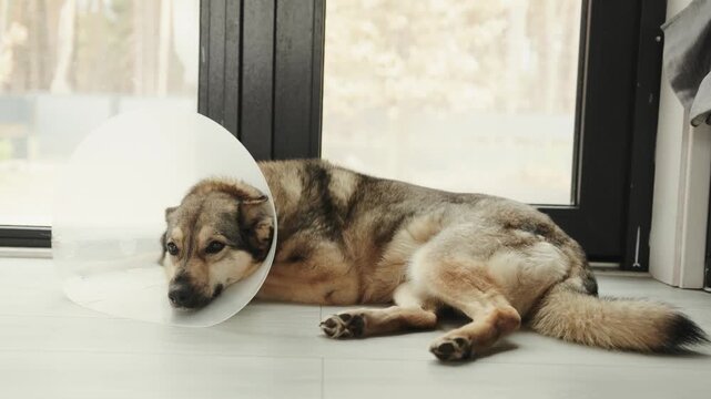 Dog wearing a protective cone rests on the floor near a large window at home.