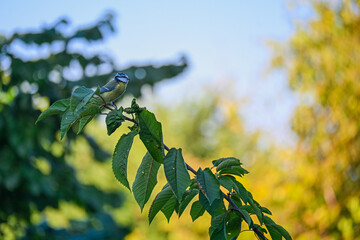 Blue Tit Perched on a Leafy Branch © Delia_Suvari