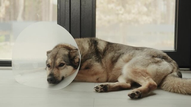 Calm pet dog in a protective cone lies on a light floor beside a window.