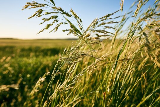Dallis grass in a sunlit prairie: delicate seed heads and soft grasses