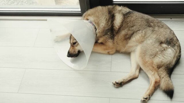 Dog wearing a protective cone rests quietly on a light floor near a large window.