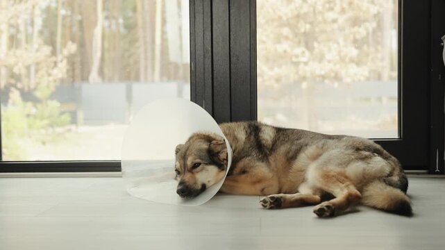 Dog with a protective cone lies peacefully on the floor beside a large home window.