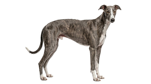 Greyhound brindle purebred sighthound isolated on transparent background