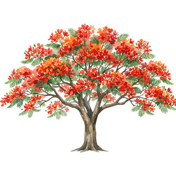 Watercolor style flamboyant tree, Delonix regia, royal poinciana, flame of the forest, peacock flower, blossoming isolated vector, tropical flora, exotic tree, summer garden, vector illustration