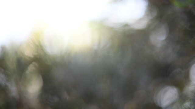 Dreamy Muted Nature Bokeh Video with Subtle Sunlight. 