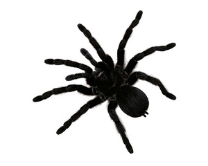 Naklejka premium Black hairy tarantula spider isolated on transparent background png element