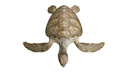Green sea turtle swimming with flippers outstretched © Peregrine