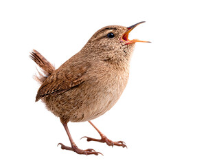 Naklejka premium Brown wren singing with open beak isolated on transparent background png cutout