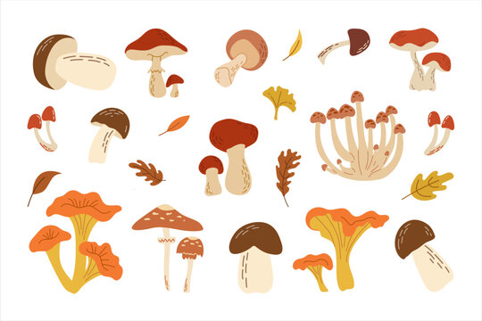 Hand drawn forest set with wild mushrooms, orange chanterelles, porcini, honey agaric, and oak leaves. Flat vector illustration isolated on white background.