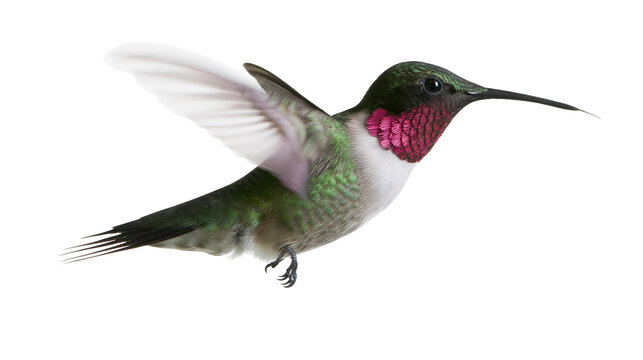 Hummingbird with iridescent green feathers and pink gorget in flight