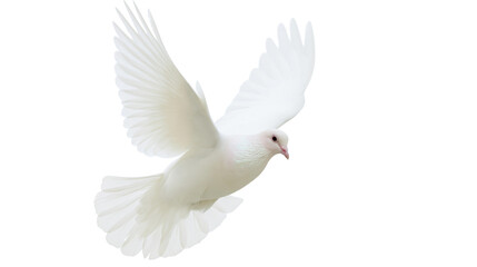 Obraz premium White dove bird flying with wings spread open