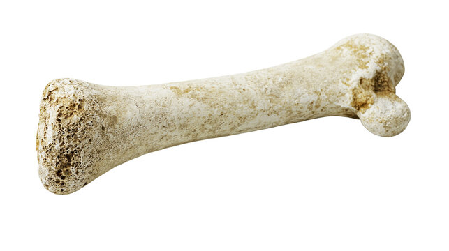 Animal bone fragment with porous texture and rounded ends