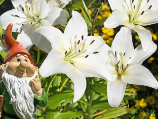 Blühende weiße Lilien © M. Schuppich