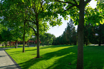 Obraz premium Serene park scene with lush green catalpa bignonioides trees and grass, bathed in sunlight in city park Krasnodar or Galitsky park