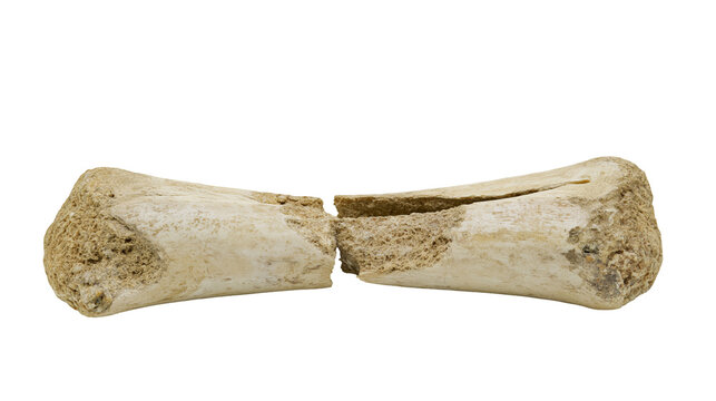 Fragmented animal bone beige and brown, rough texture