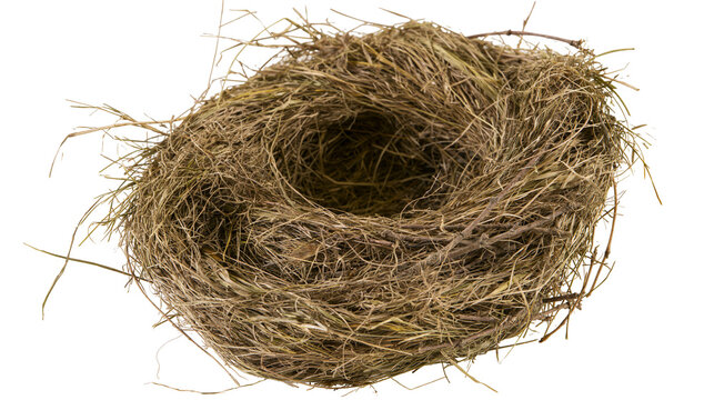 Natural bird nest made of twigs and dry grass