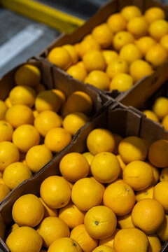 Fresh ripe yellow oranges stored in cardboard boxes ready for distribution, wholesale supply, and packaging at a food warehouse facility - transport and sorting of fruit