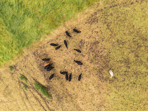 Aerial view of a herd of cattle grazing in a field with green and dry grass in Porto Formoso, Acores, Portugal.