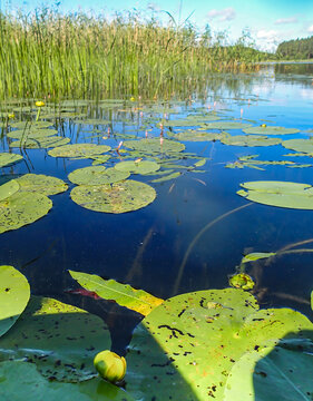 Yellow pond lily flowers float near green pads on calm water. Nuphar lutea waterlilies bloom along